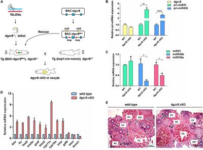 Functional Characterization and Expression Analyses Show Differential Roles of Maternal and Zygotic Dgcr8 in Early Embryonic Development